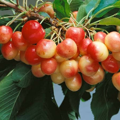 Cherry 'White Heart'