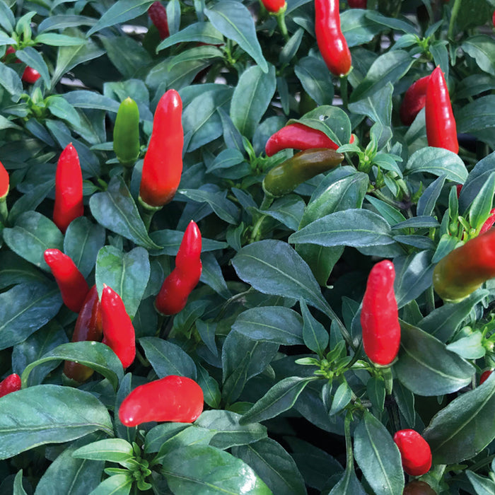 Chilli Pepper Seeds 'Quickfire'