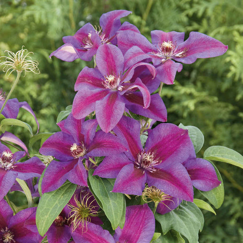 Clematis 'Mrs Thompson'