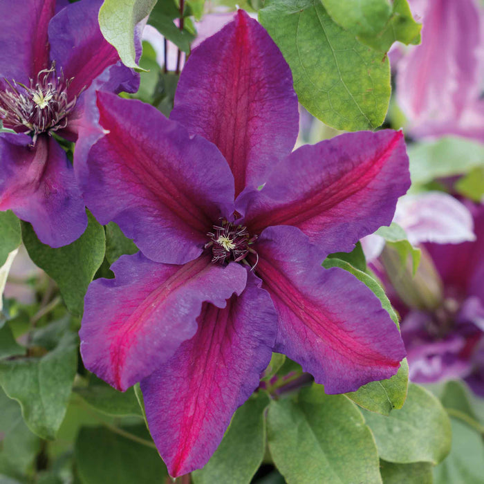 Clematis 'Mrs Thompson'