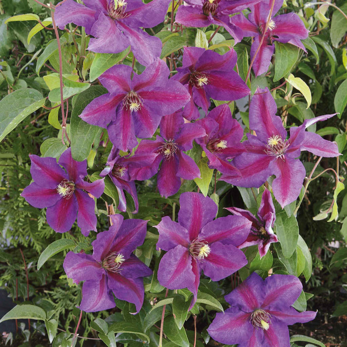 Clematis 'Mrs Thompson'