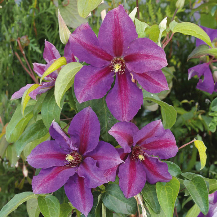 Clematis 'Mrs Thompson'
