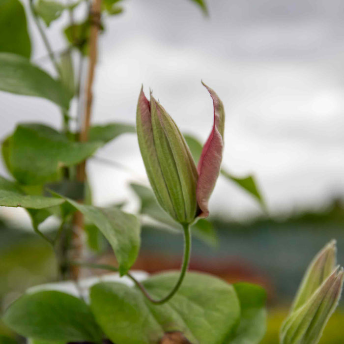 Clematis 'Mrs Thompson'