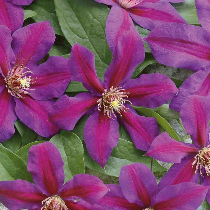 Clematis 'Mrs Thompson'