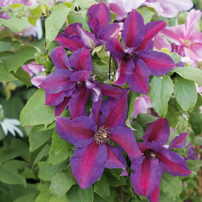 Clematis 'Mrs Thompson'