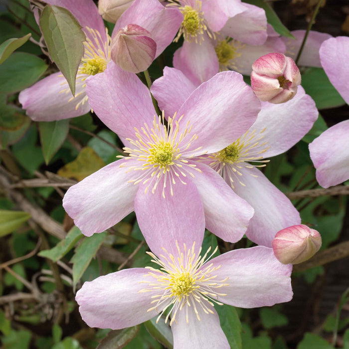 Clematis 'Rubens'