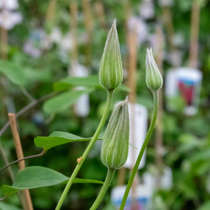 Clematis 'Rubens'