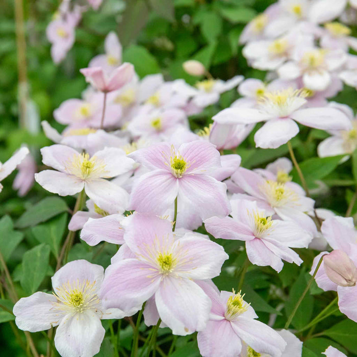 Clematis 'Rubens'