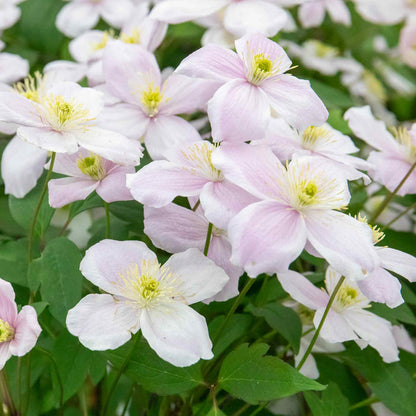 Clematis 'Rubens'