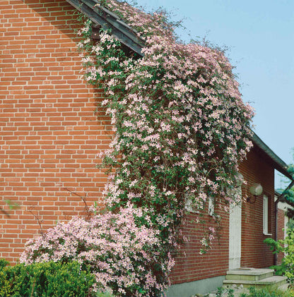 Clematis 'Rubens'
