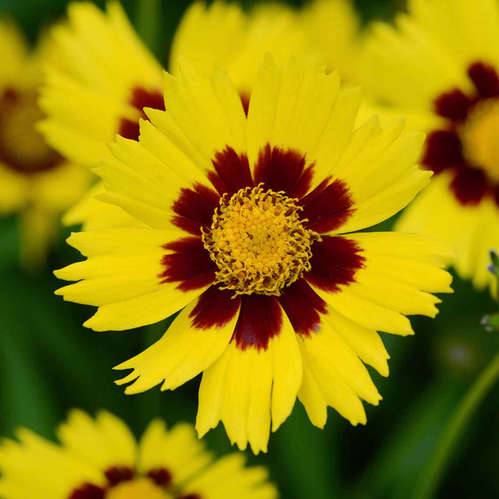Coreopsis 'Sunkiss'