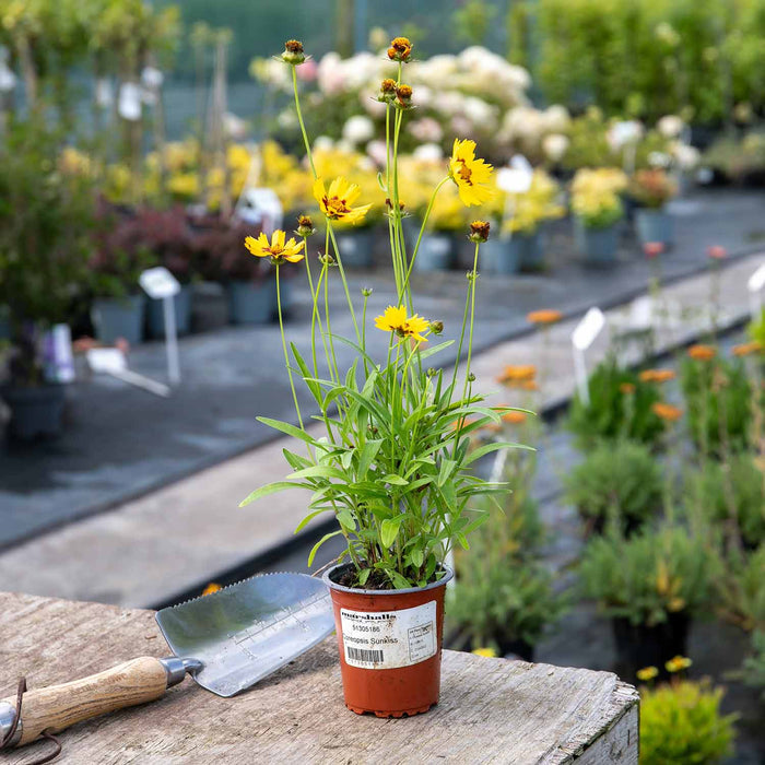 Coreopsis 'Sunkiss'