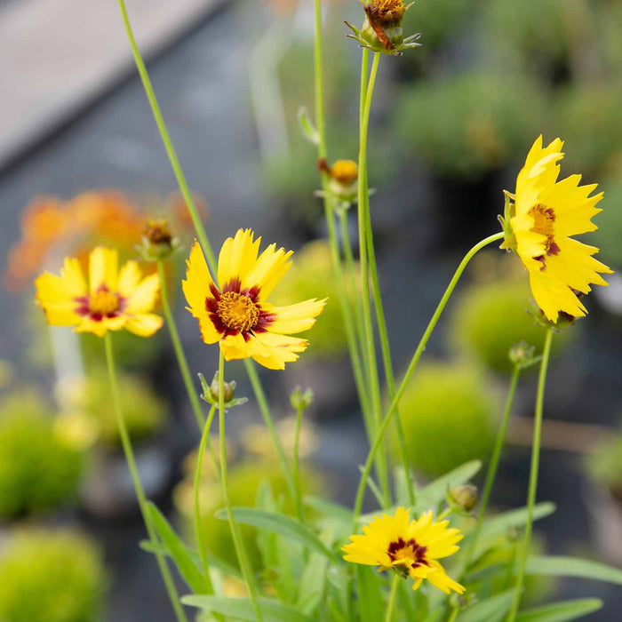 Coreopsis 'Sunkiss'