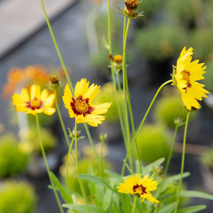 Coreopsis 'Sunkiss'