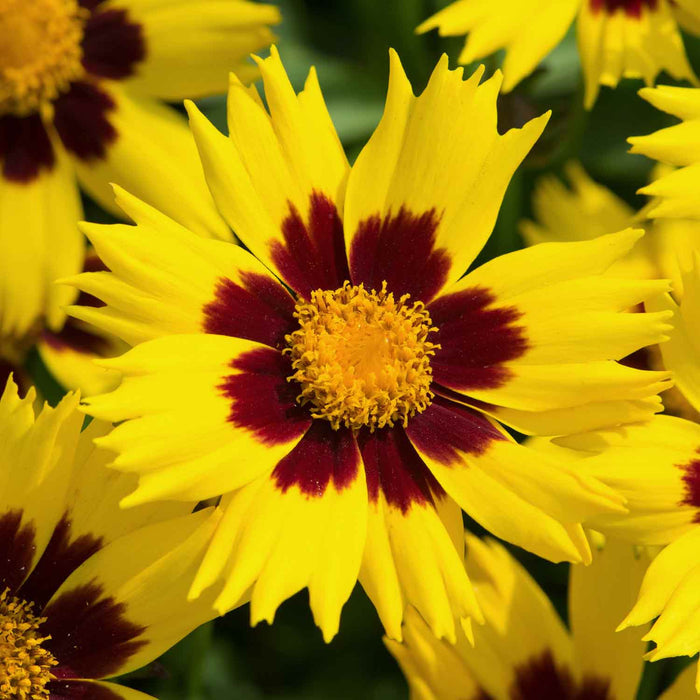 Coreopsis 'Sunkiss'