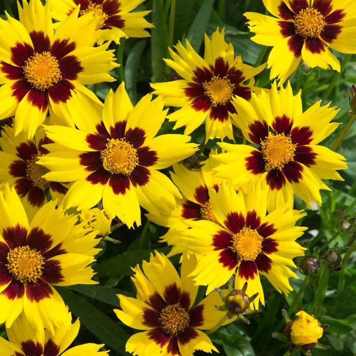Coreopsis 'Sunkiss'