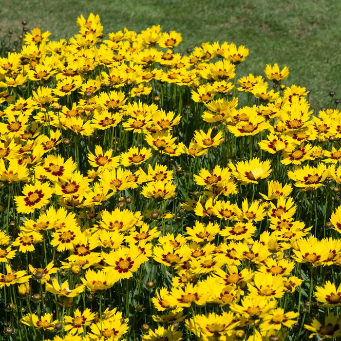 Coreopsis 'Sunkiss'