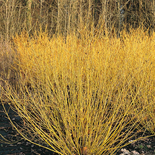 Cornus Stolonifera 'Flaviramea'