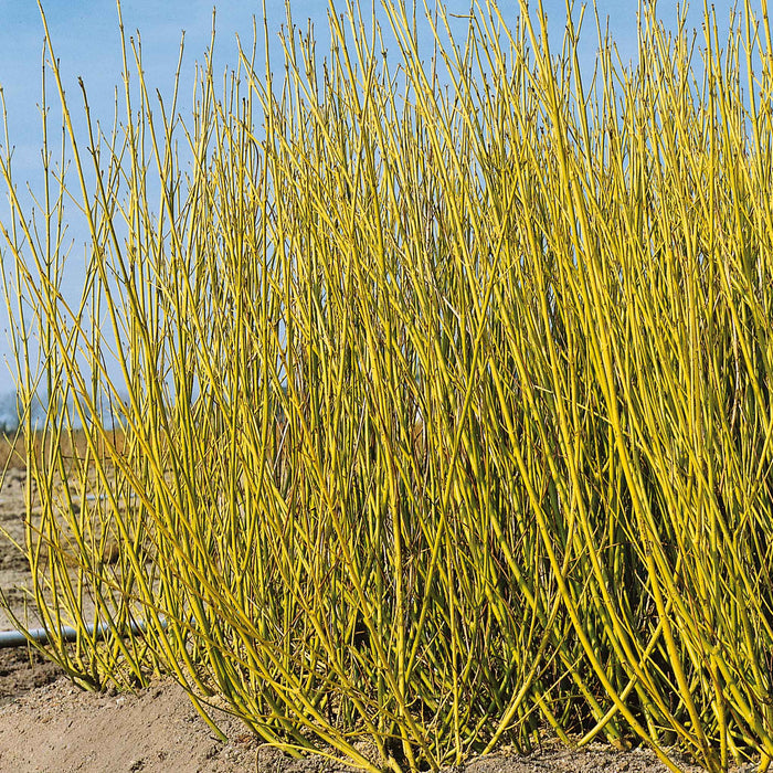 Cornus Stolonifera 'Flaviramea'