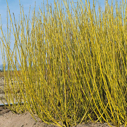 Cornus Stolonifera 'Flaviramea'
