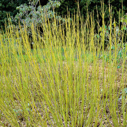 Cornus Stolonifera 'Flaviramea'