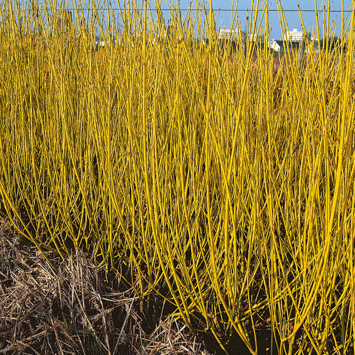 Cornus Stolonifera 'Flaviramea'