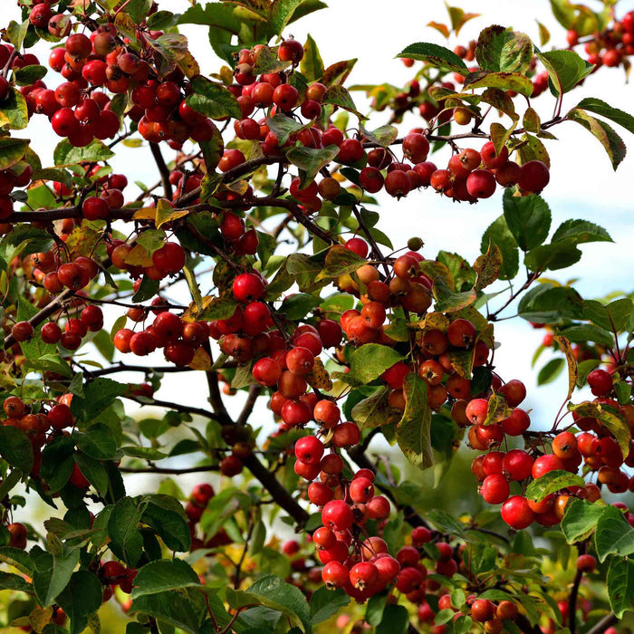 Crab Apple 'Liset'