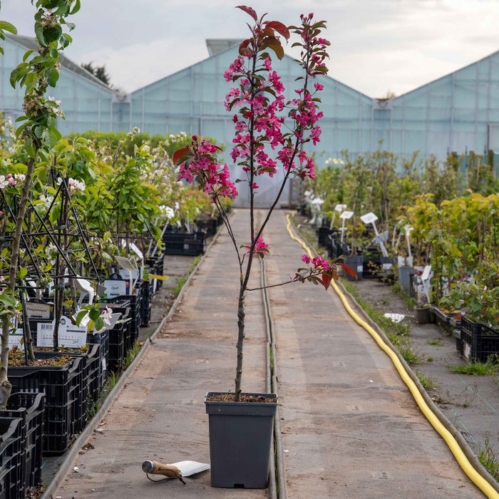 Crab Apple 'Liset'