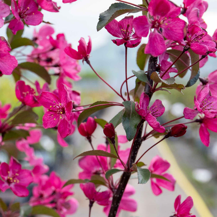 Crab Apple 'Liset'
