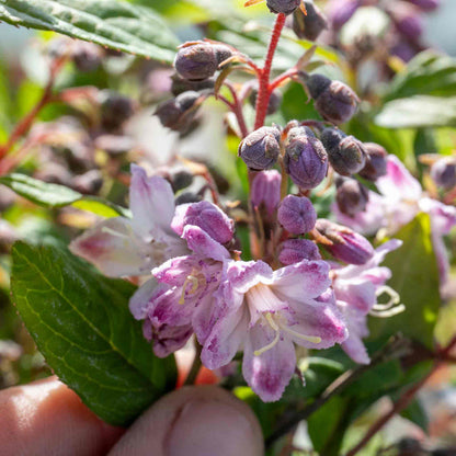 Deutzia 'Raspberry Sundae'