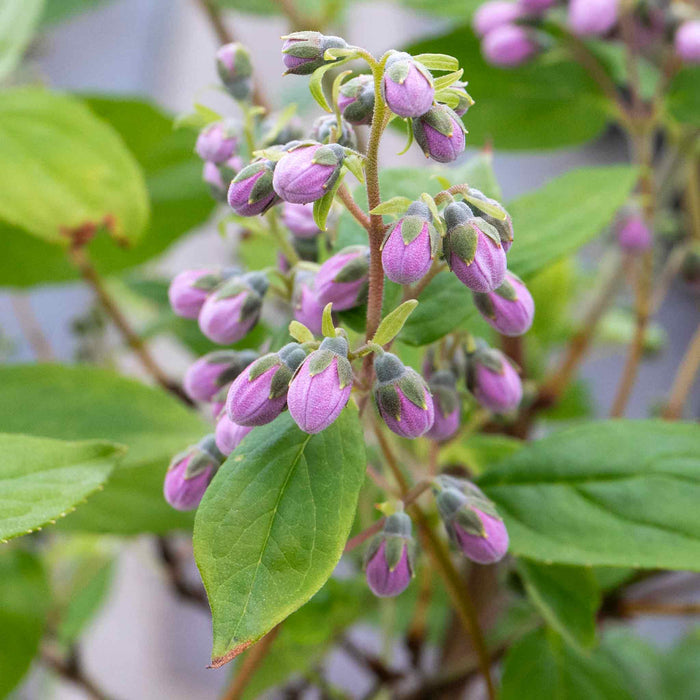 Deutzia 'Raspberry Sundae'