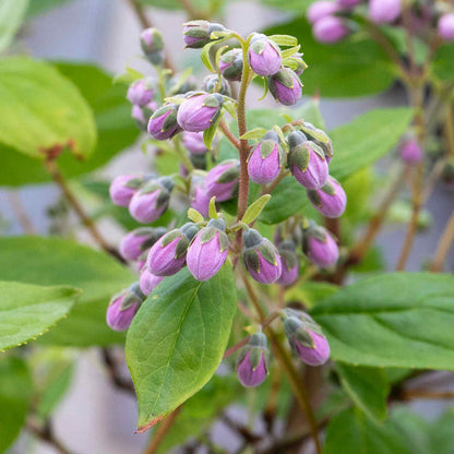 Deutzia 'Raspberry Sundae'