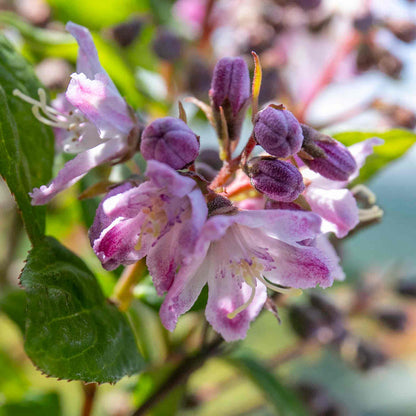 Deutzia 'Raspberry Sundae'