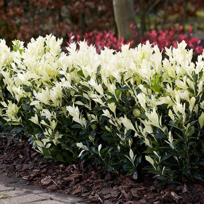Euonymus 'Himalaya'