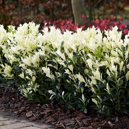 Euonymus 'Himalaya'