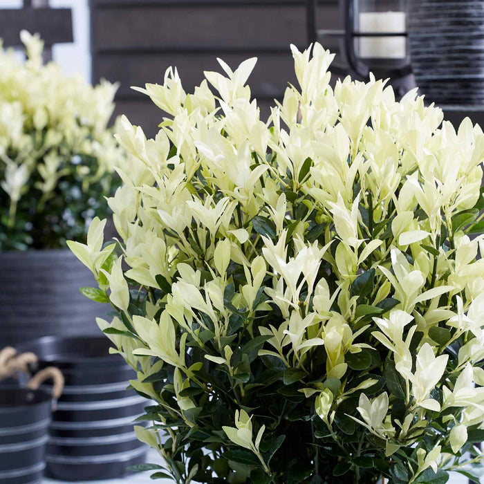 Euonymus 'Himalaya'