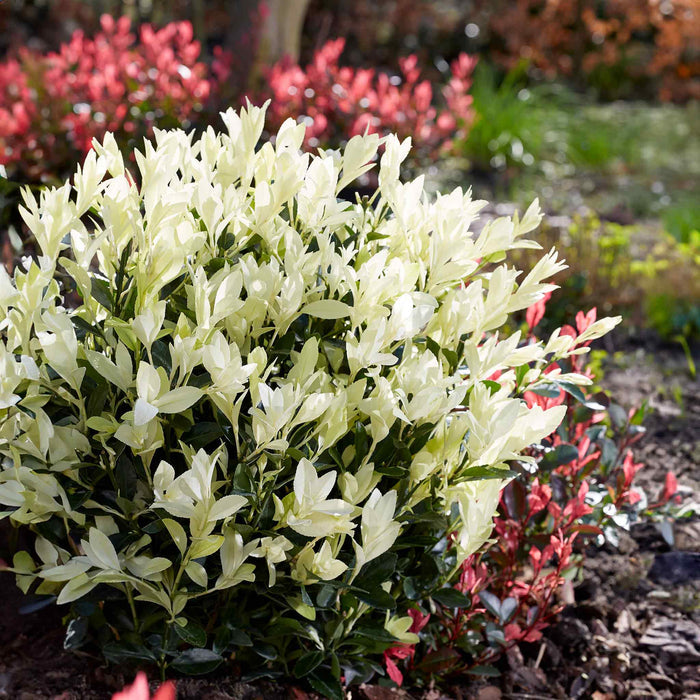Euonymus 'Himalaya'