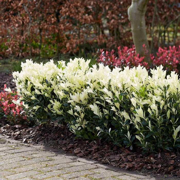 Euonymus 'Himalaya'