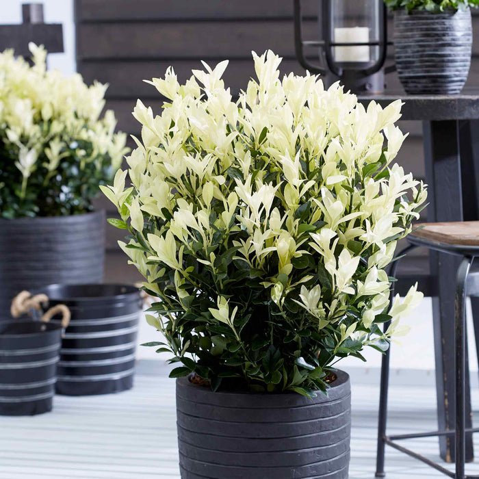 Euonymus 'Himalaya'