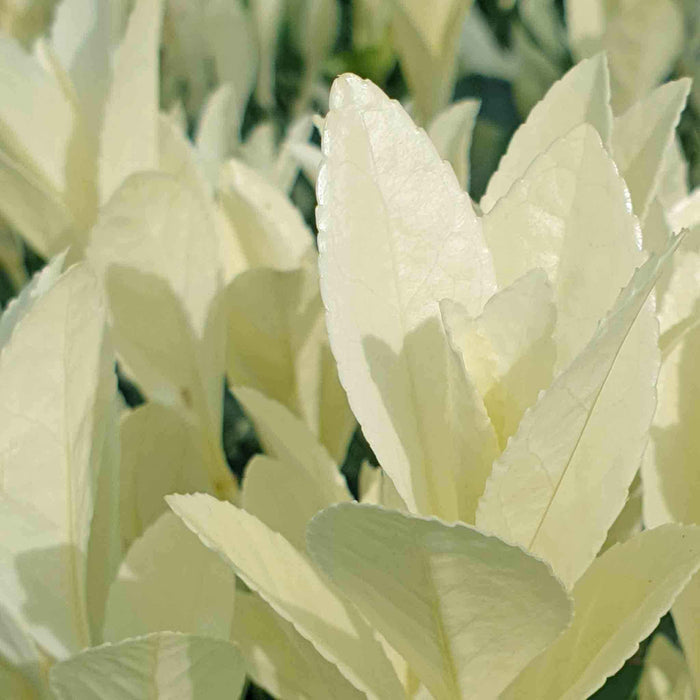 Euonymus 'Himalaya'
