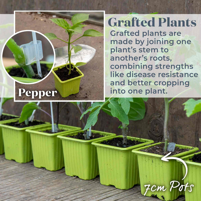 Grafted Pepper 'Bendigo'