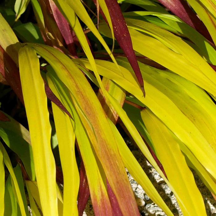 Hakonechloa 'Sunflare'