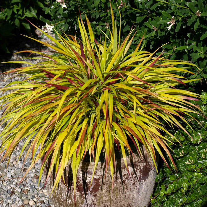 Hakonechloa 'Sunflare'