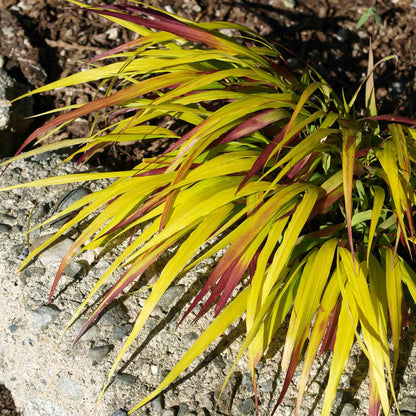 Hakonechloa 'Sunflare'