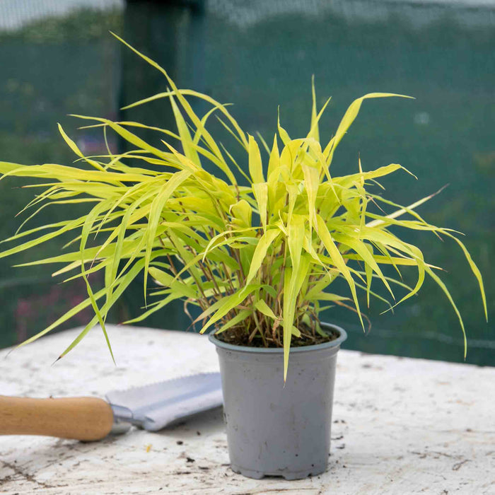 Hakonechloa 'Sunflare'