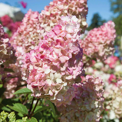 Hydrangea paniculata 'Sundae Fraise'