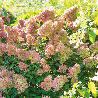 Hydrangea paniculata 'Sundae Fraise'
