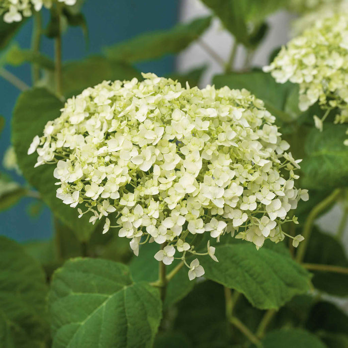 Hydrangea 'Strong Annabelle'