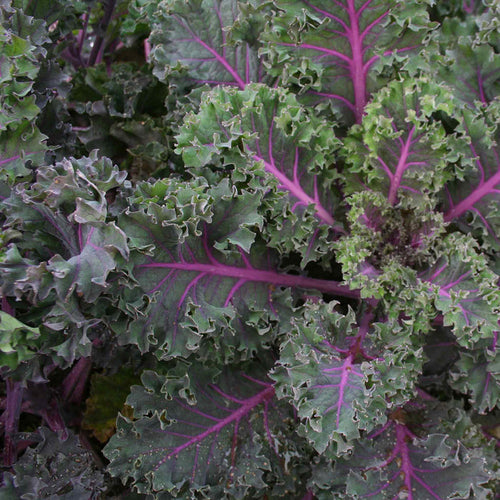 Kale 'Midnight Sun'