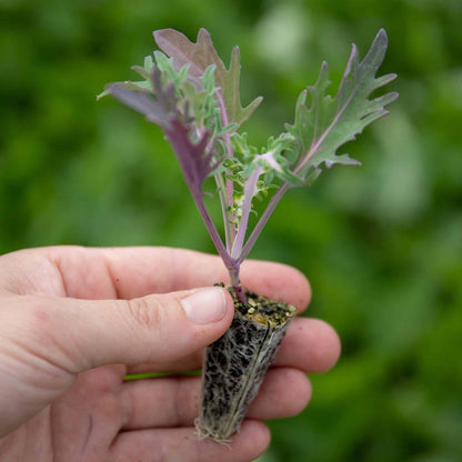 Kale 'Midnight Sun'